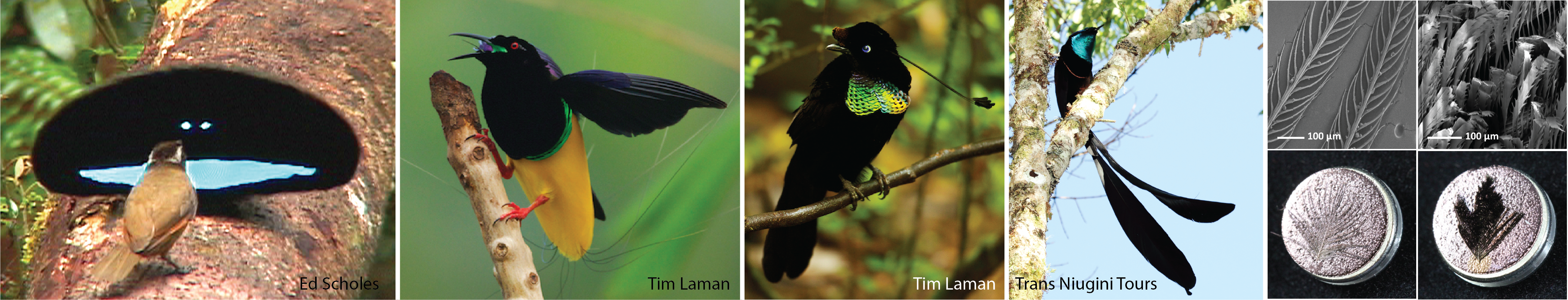 Birds of Paradise have super black color