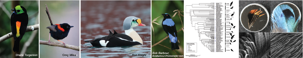 Many bird evolved super black color
