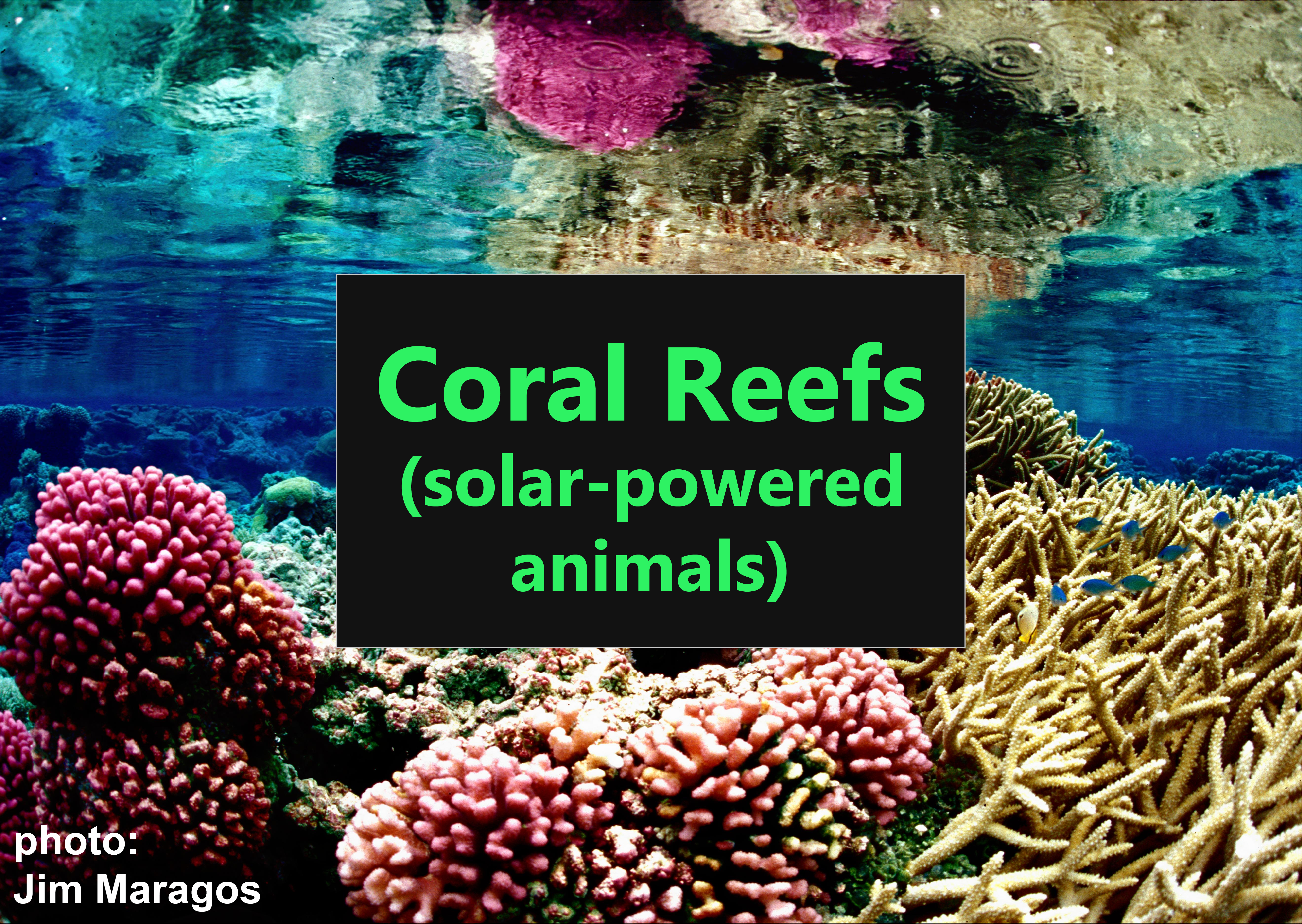 Optics of Coral Reefs