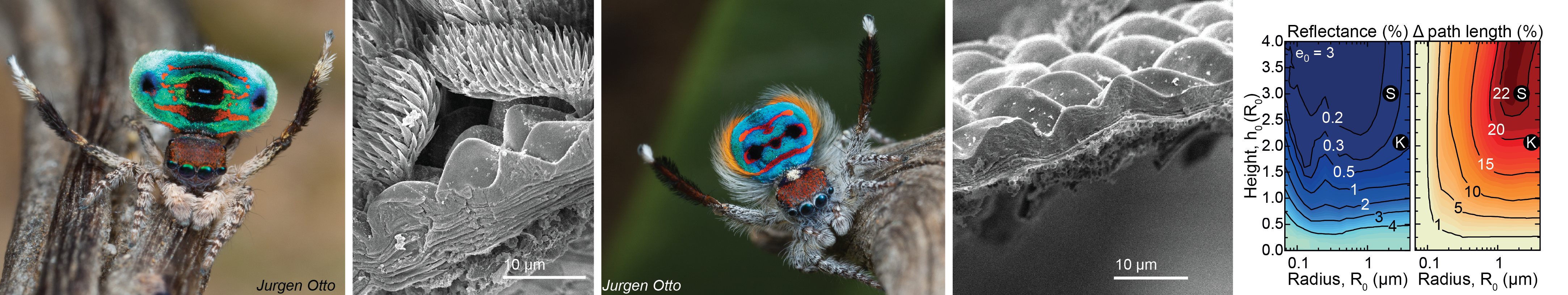 Peacock spiders have super black color