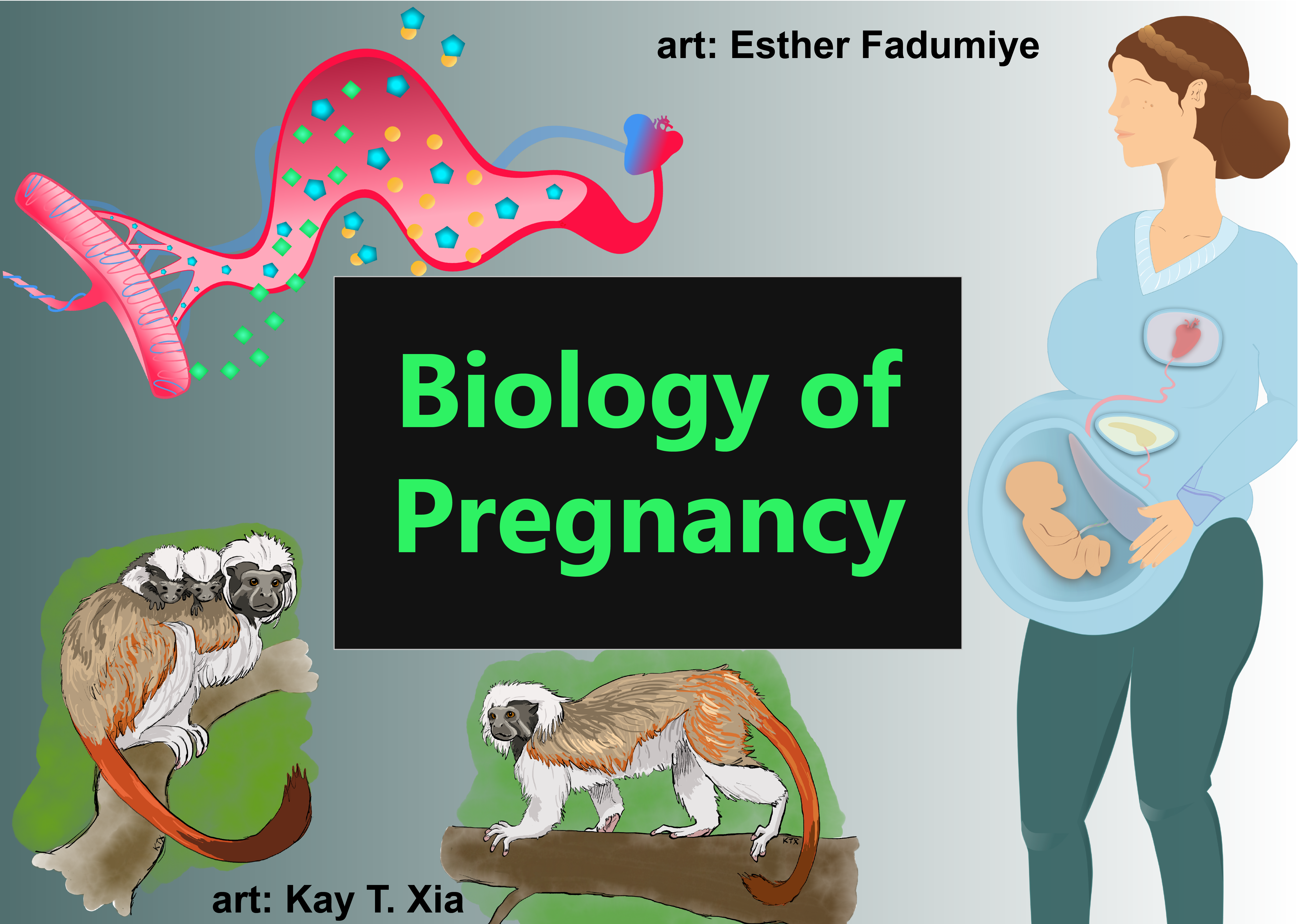 Biology of Pregnancy