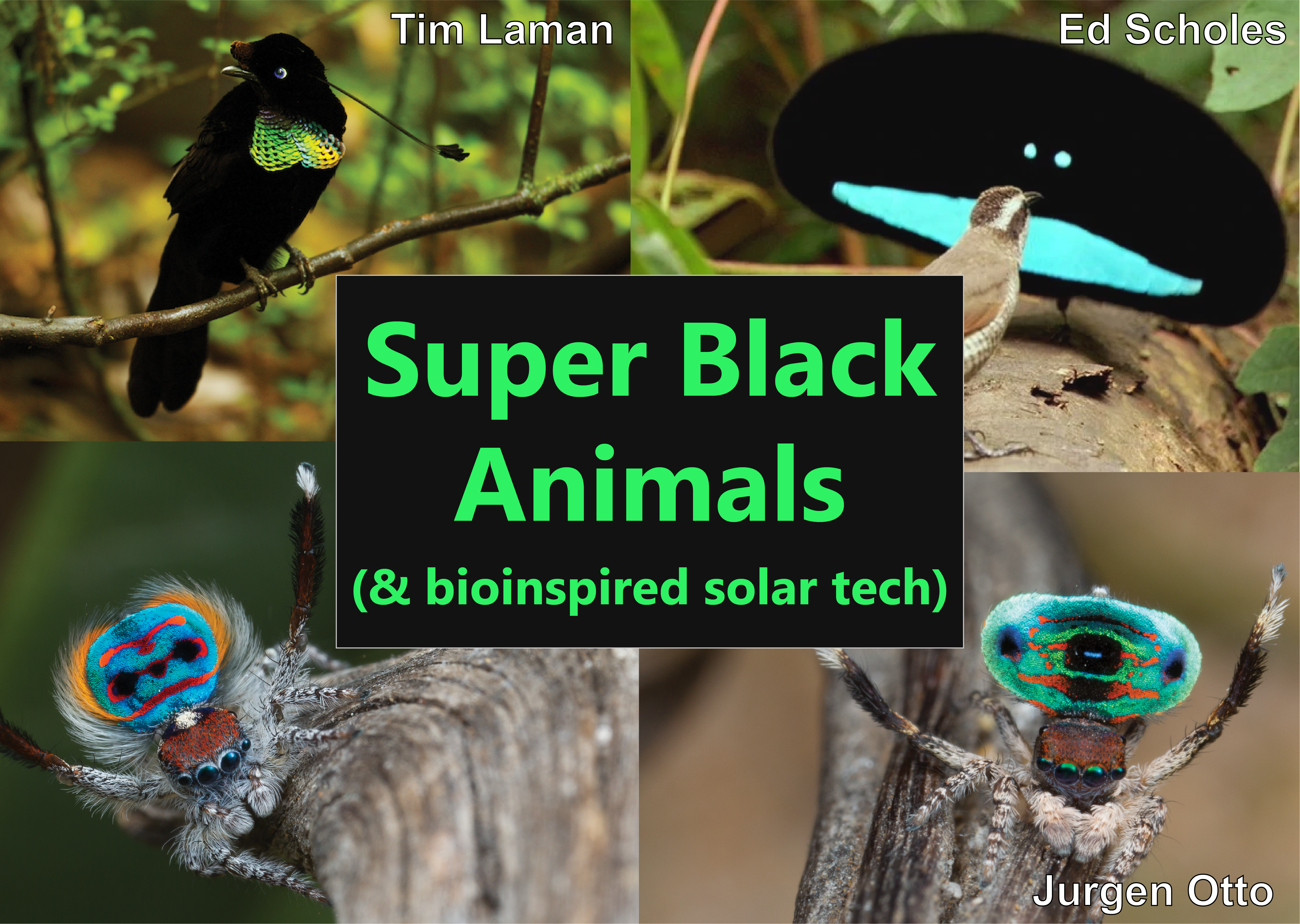 Super Black Animals