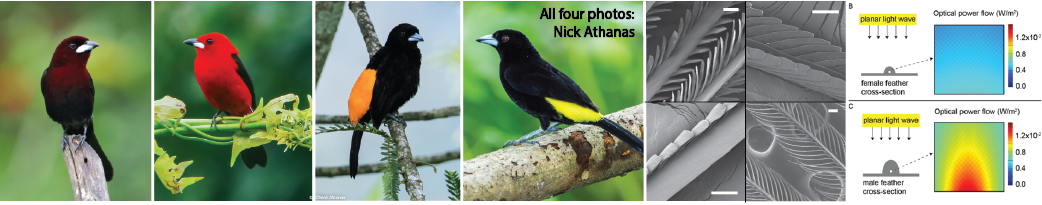 Tanagers have microstructures to enhance pigment